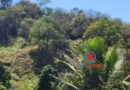 Idosa de 95 anos desaparece em mata em Caeté e bombeiros fazem buscas