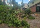 Temporal em Itabira causa alagamento e durruba várias árvores
