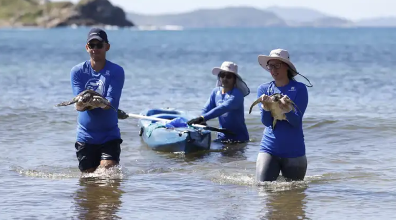 Pesquisa quer descobrir de onde vêm tartarugas que vivem em Arraial