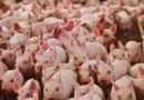 Suinocultura mineira enfrenta prejuízos