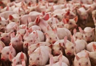 Suinocultura mineira enfrenta prejuízos