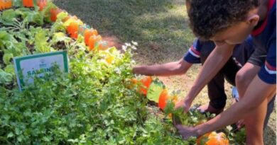 Agro na Escola une educação e prática no campo em Belo Oriente
