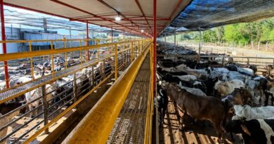 Frigorífico mineiro reabilitado para a China