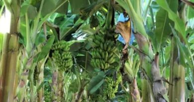 Produção de frutas avança na Zona da Mata