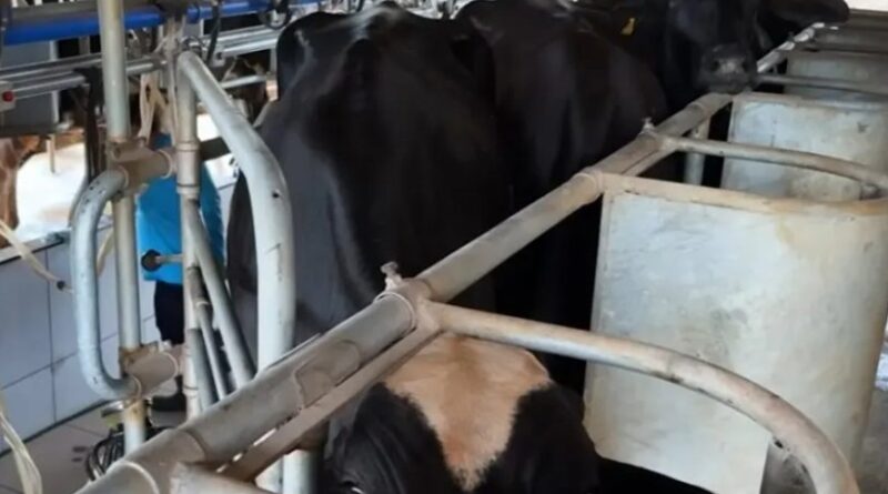 Potência leiteira enfrenta saída de produtores